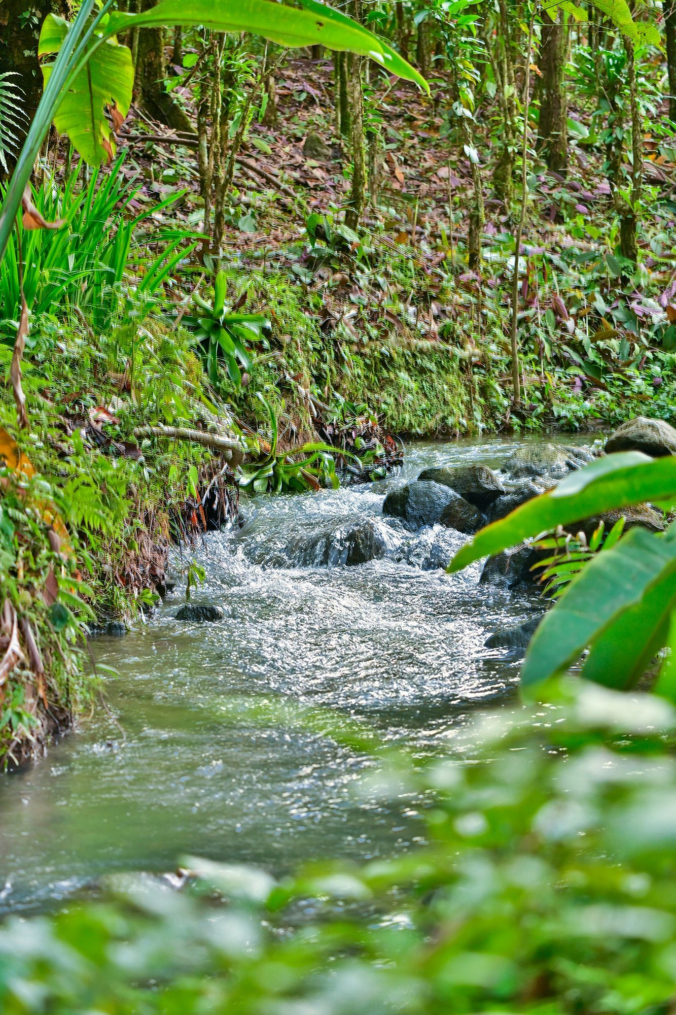 A stream flows through a lush, green forest. Sunlight sparkles on the water.