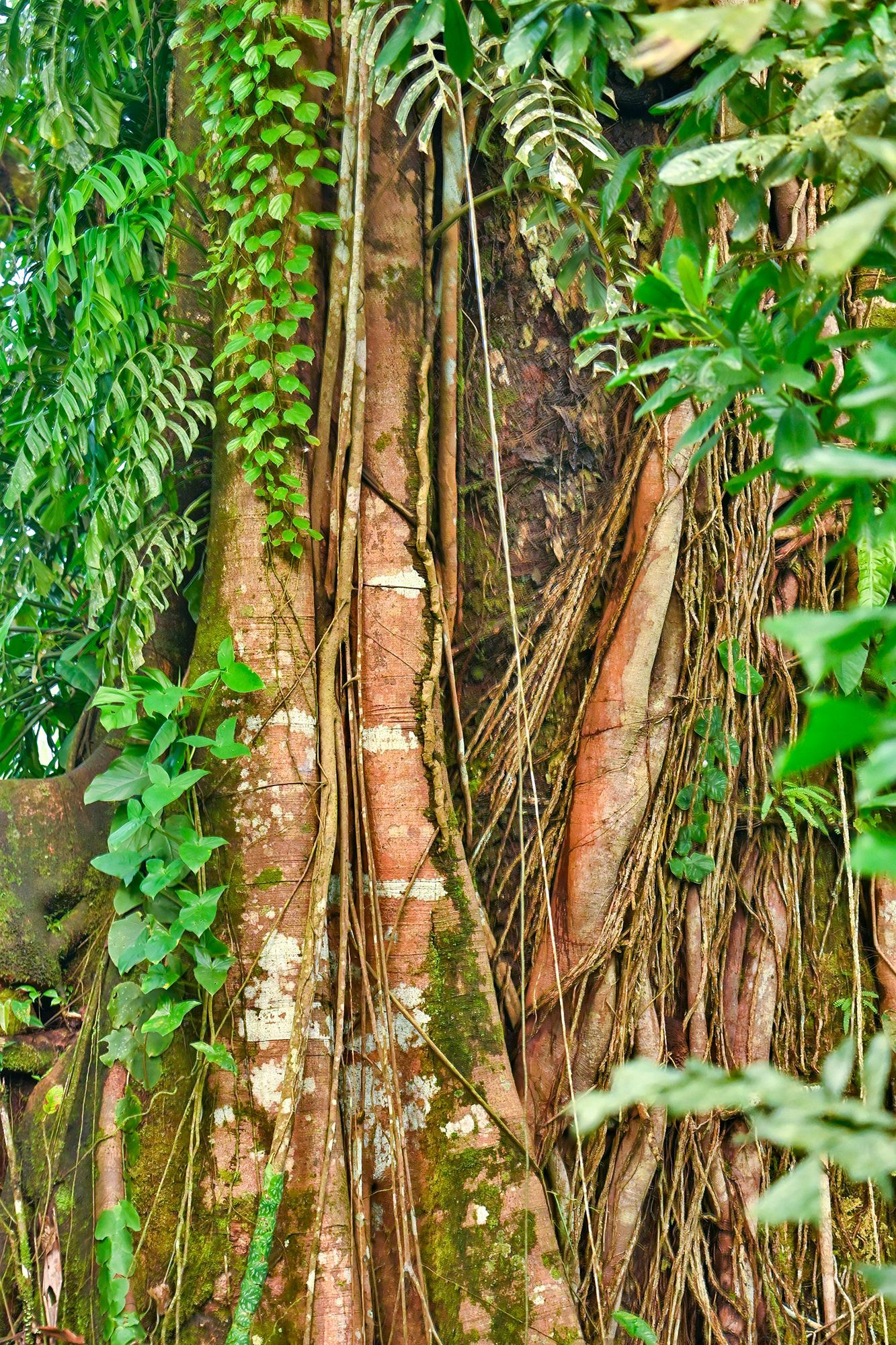 Brown tree trunk with hanging roots, surrounded by green foliage.