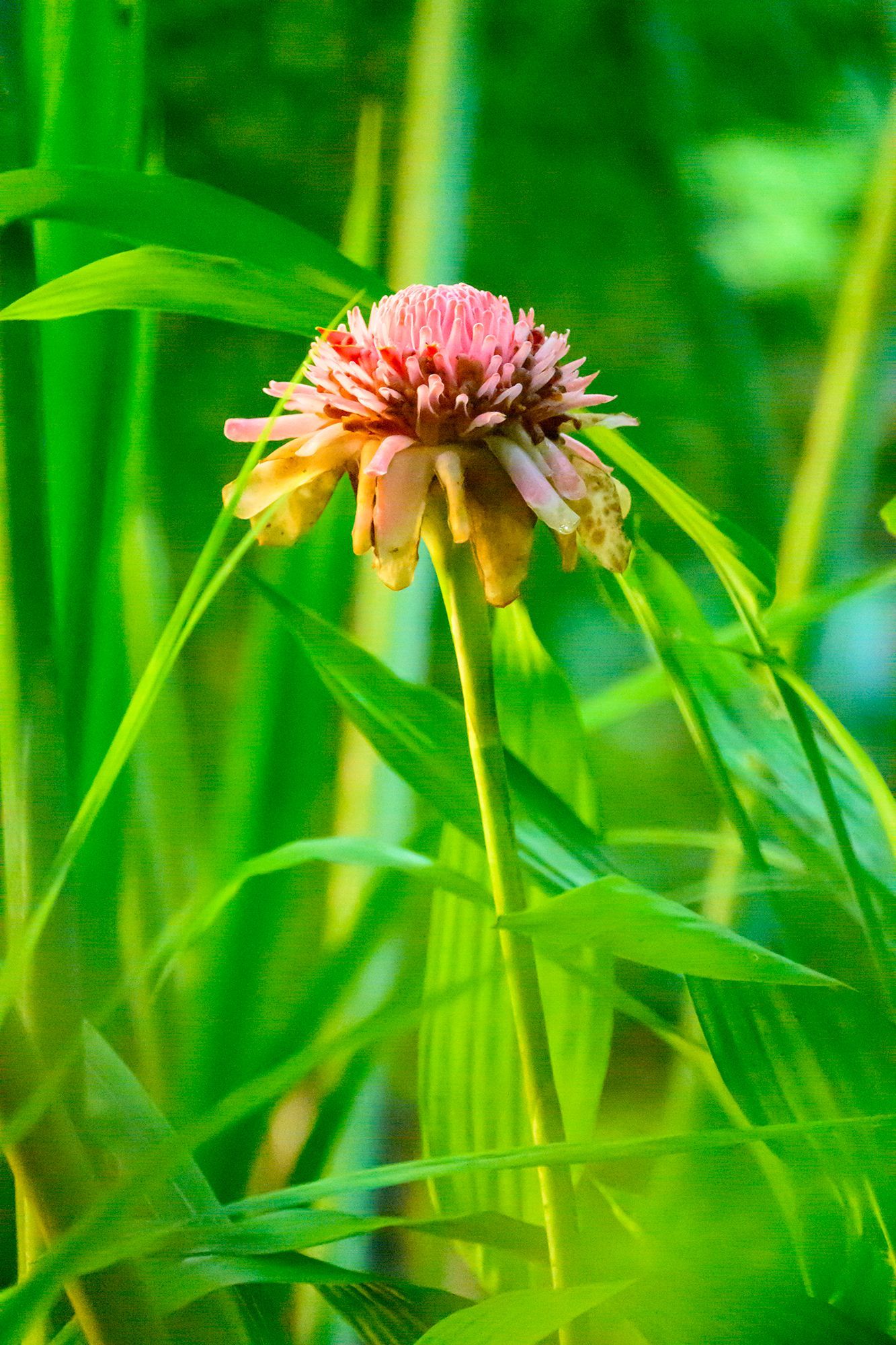Pink zinnia flower with fading petals, green stem, and grass background.