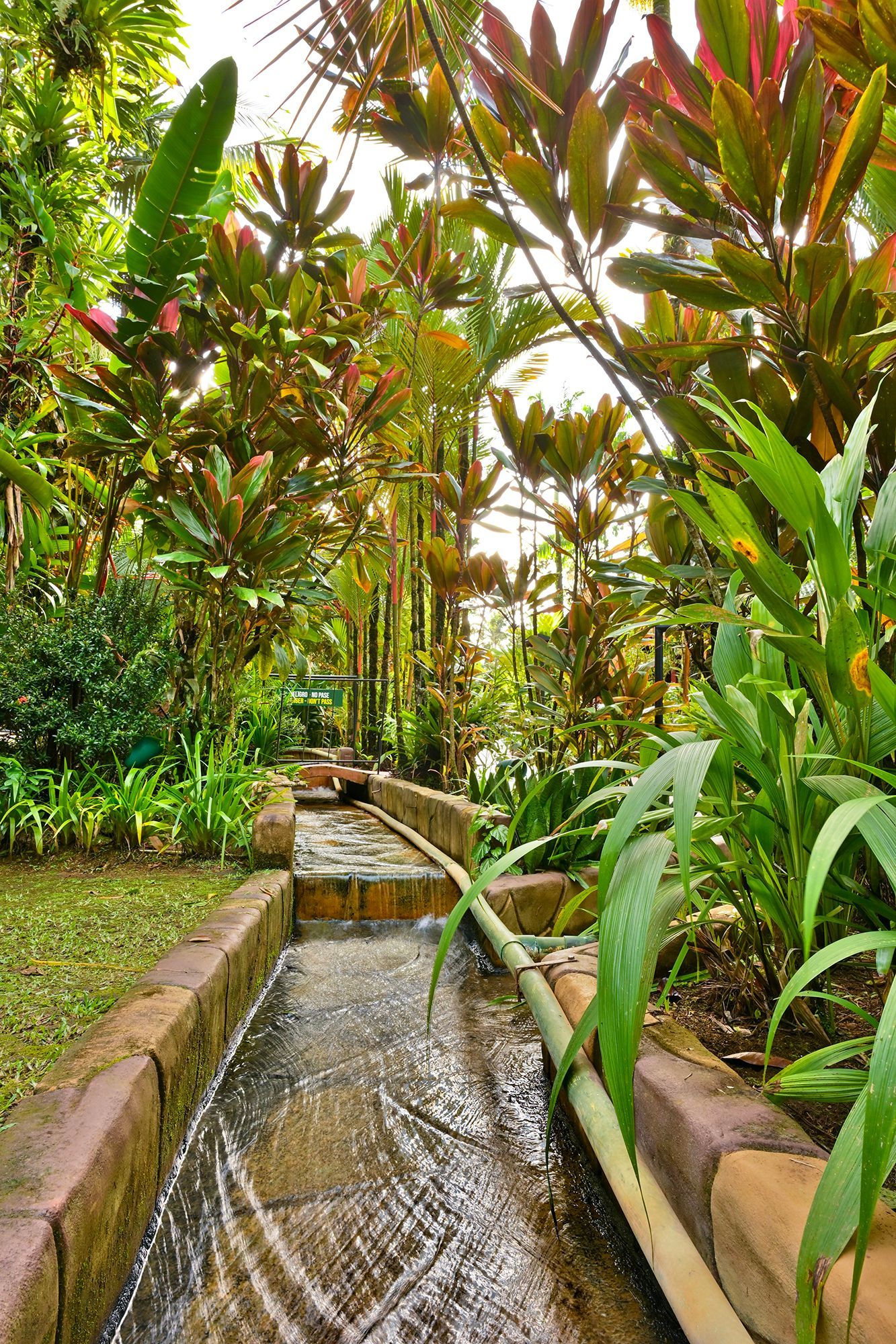 Water channel in lush botanical garden, surrounded by diverse green and reddish-brown plants.