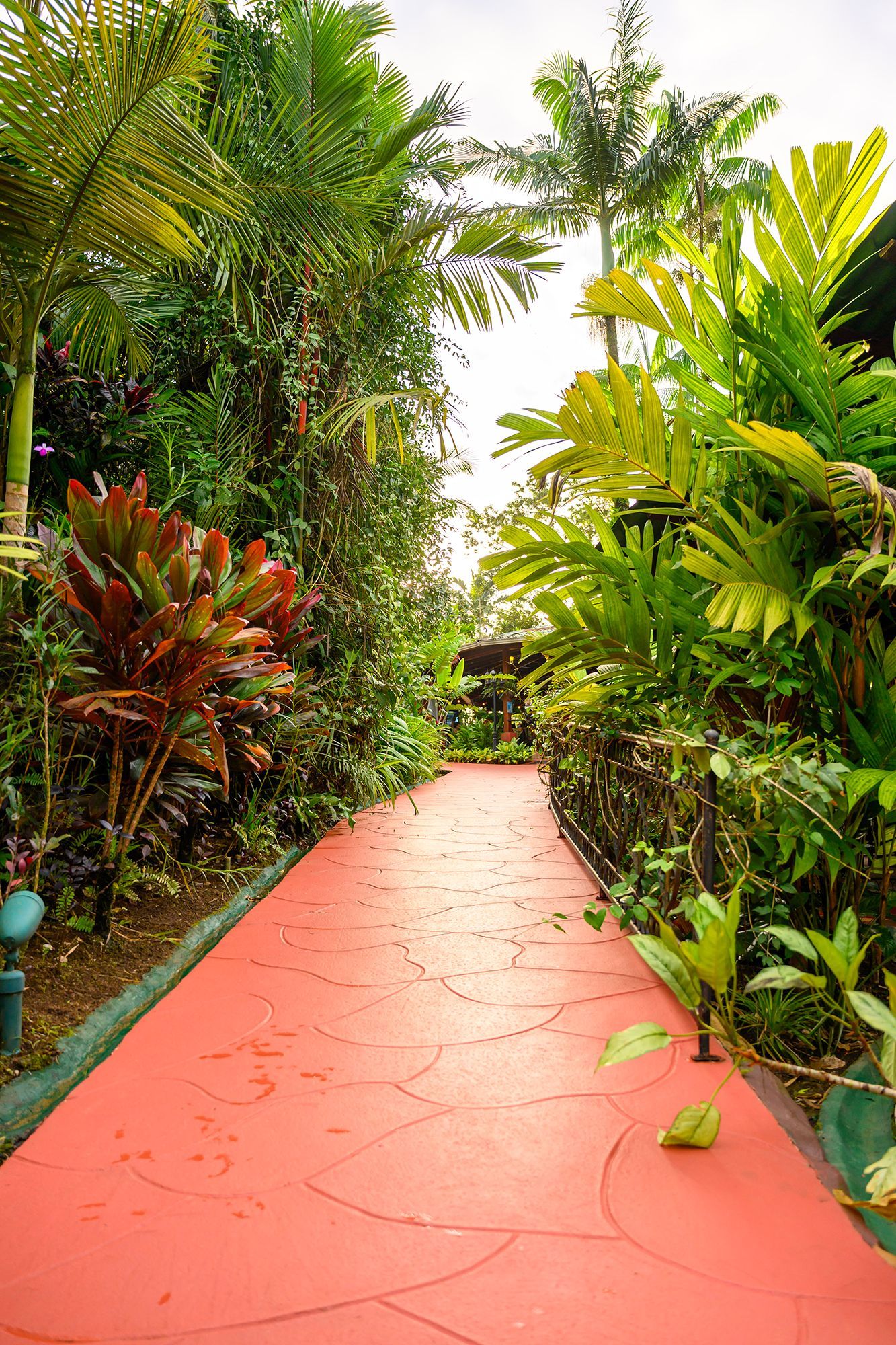 Red pathway through lush, tropical garden with diverse green plants and tall palm trees.
