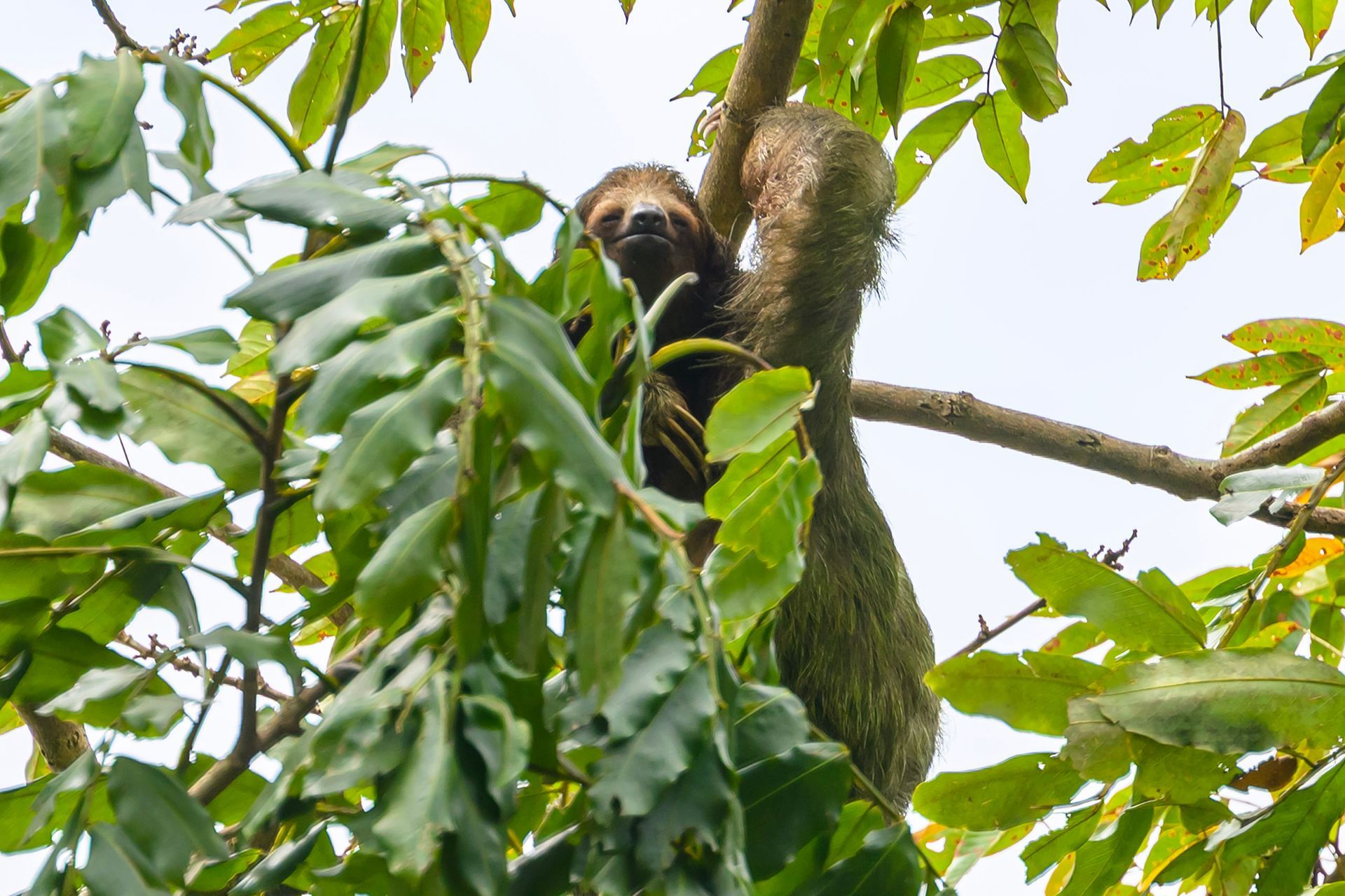 Sloth in a tree, peering through leaves. Brown fur, green foliage, light sky.