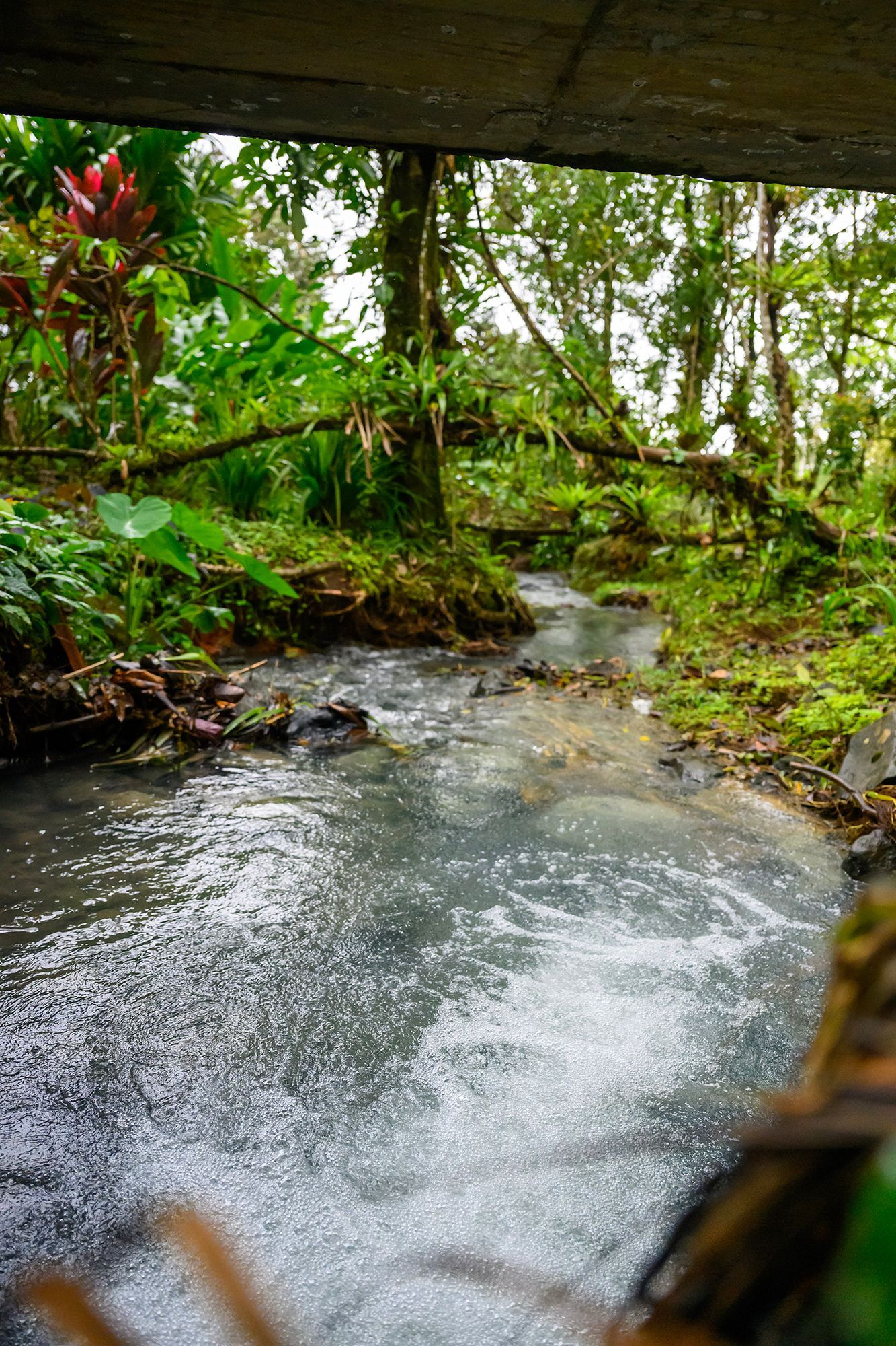 A flowing stream with foamy white water, surrounded by lush green foliage and trees in a forest.