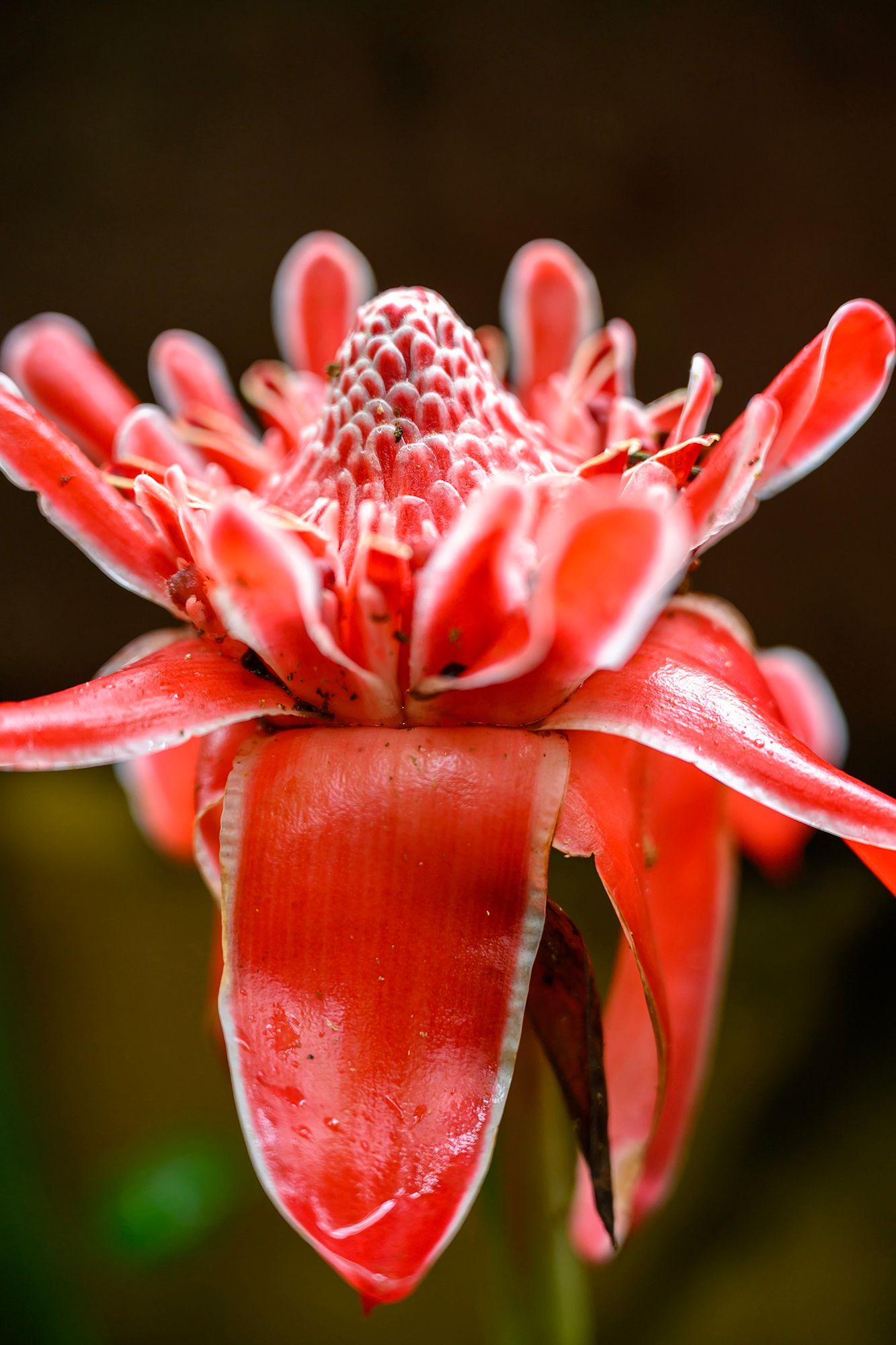 Red torch ginger flower with white edges, dark background.