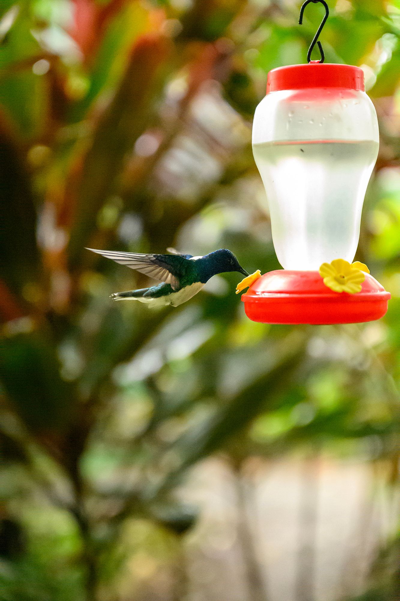 Hummingbird feeding from red and white feeder with yellow flower; green foliage in background.