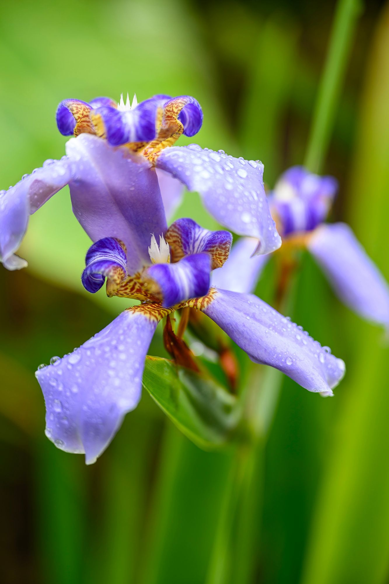 Purple and blue iris-like flowers with water droplets, against a green background.