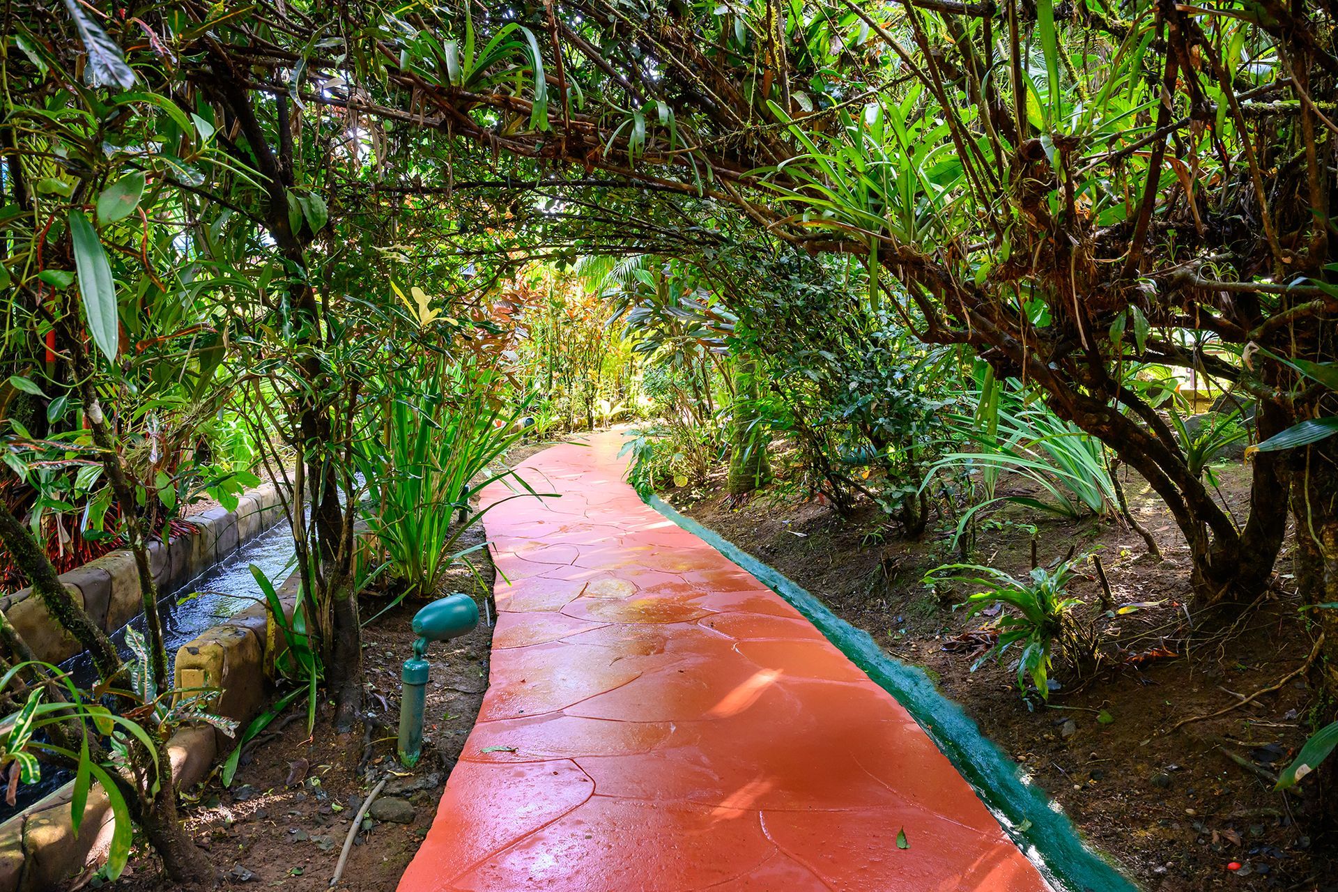 Red pathway through lush, green foliage, possibly a garden.