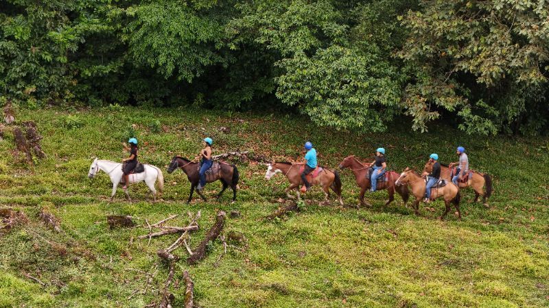 People riding horses on a grassy hillside, trees in the background.