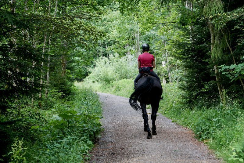 A person on a black horse rides down a gravel path surrounded by trees.