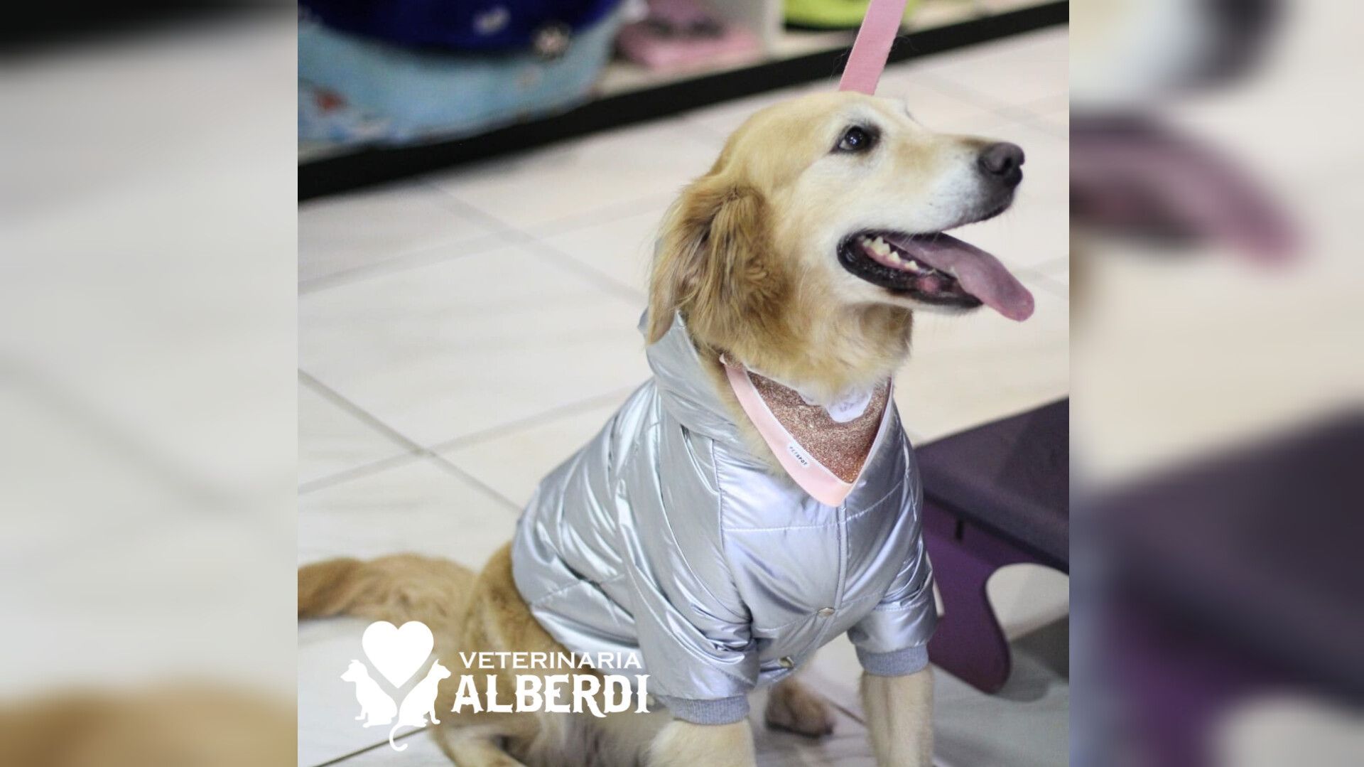 PETSHOP