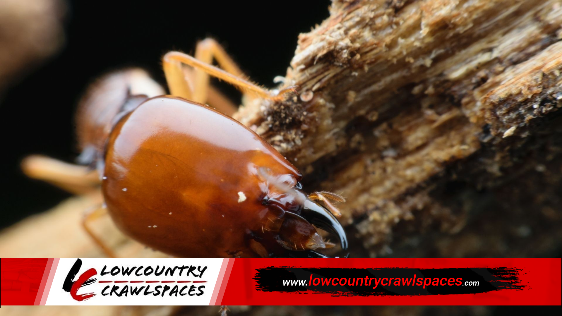 Termite Damage Repair in Charleston, SC