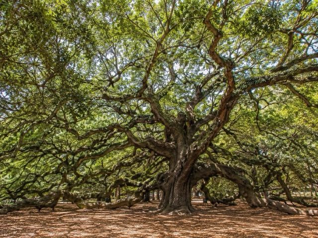 The Angel Oak in Johns Island, SC — area served by Lowcountry Crawlspaces