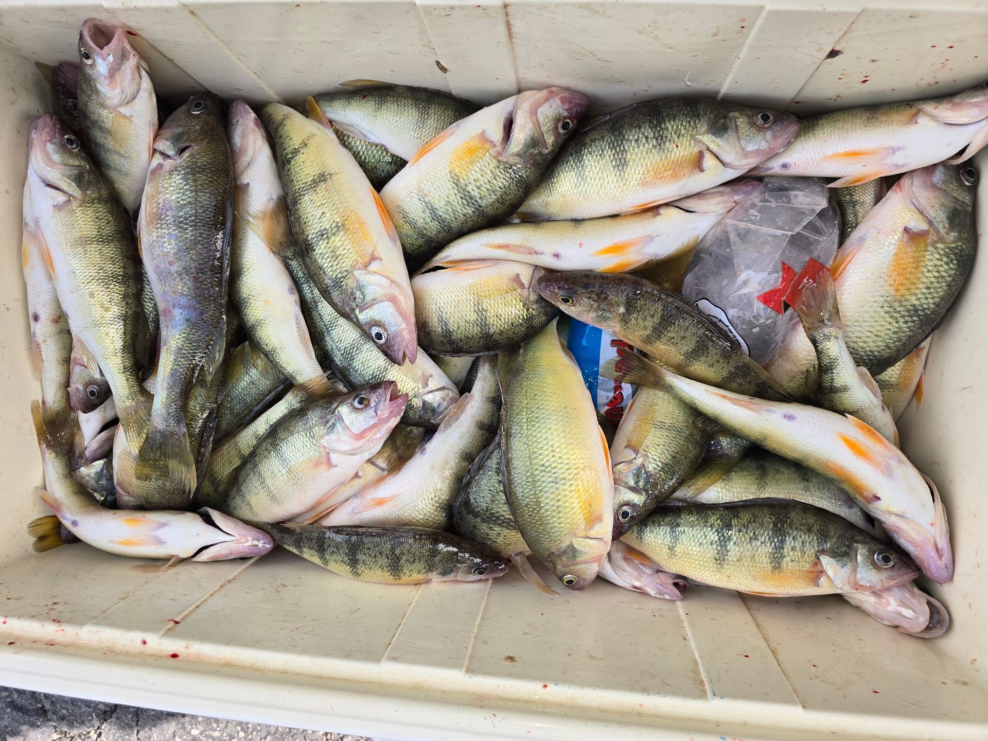Perch Fishing Charter on Lake Erie