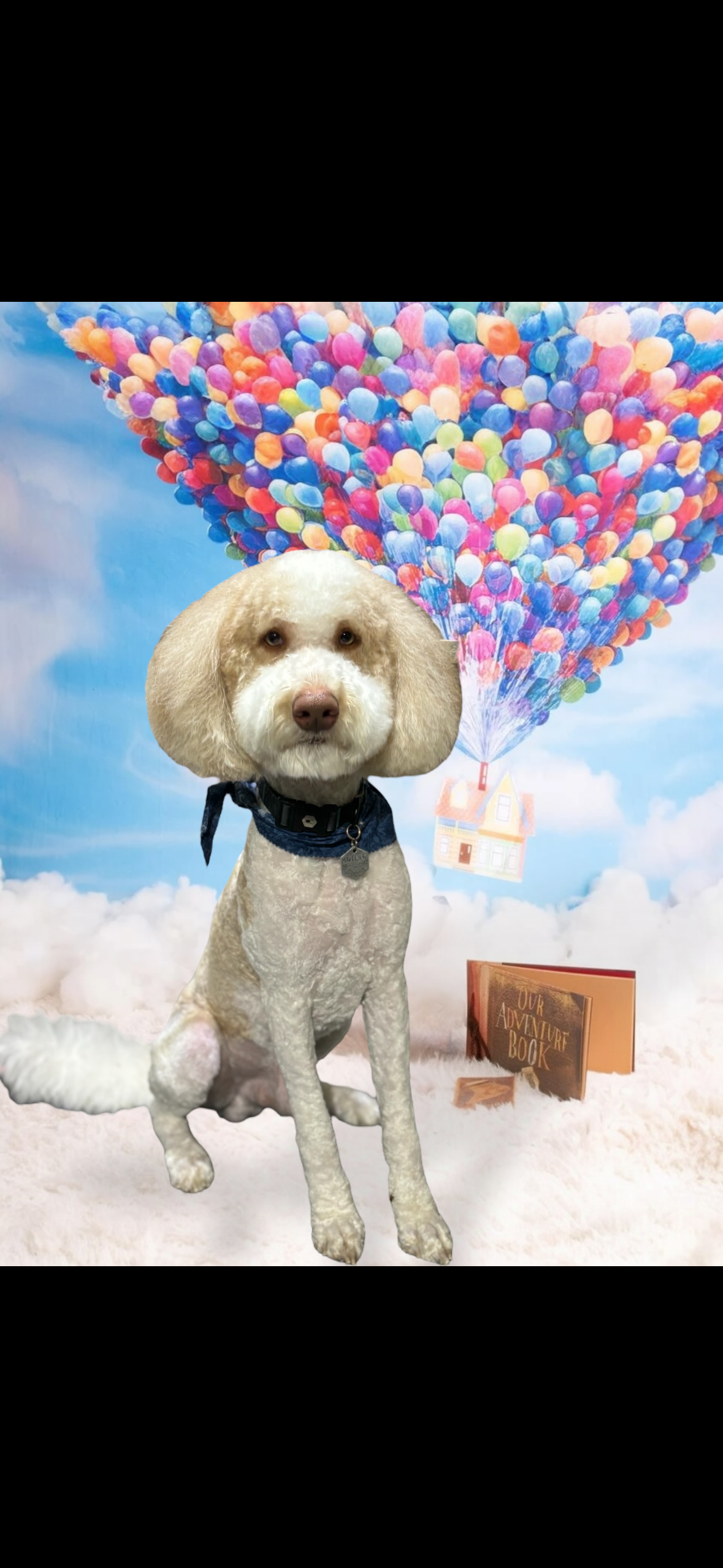 A curly-haired, light-colored dog wears a blue bandana, posed against a whimsical background of floating balloons.