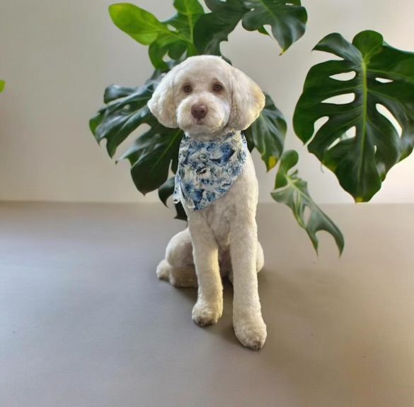 A light-colored, curly-haired dog wearing a blue floral bandana sits in front of a large, green monstera plant.
