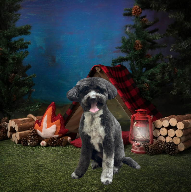 A grey and white dog sits happily in front of a toy tent, campfire, lantern, and logs on a grassy campsite backdrop.