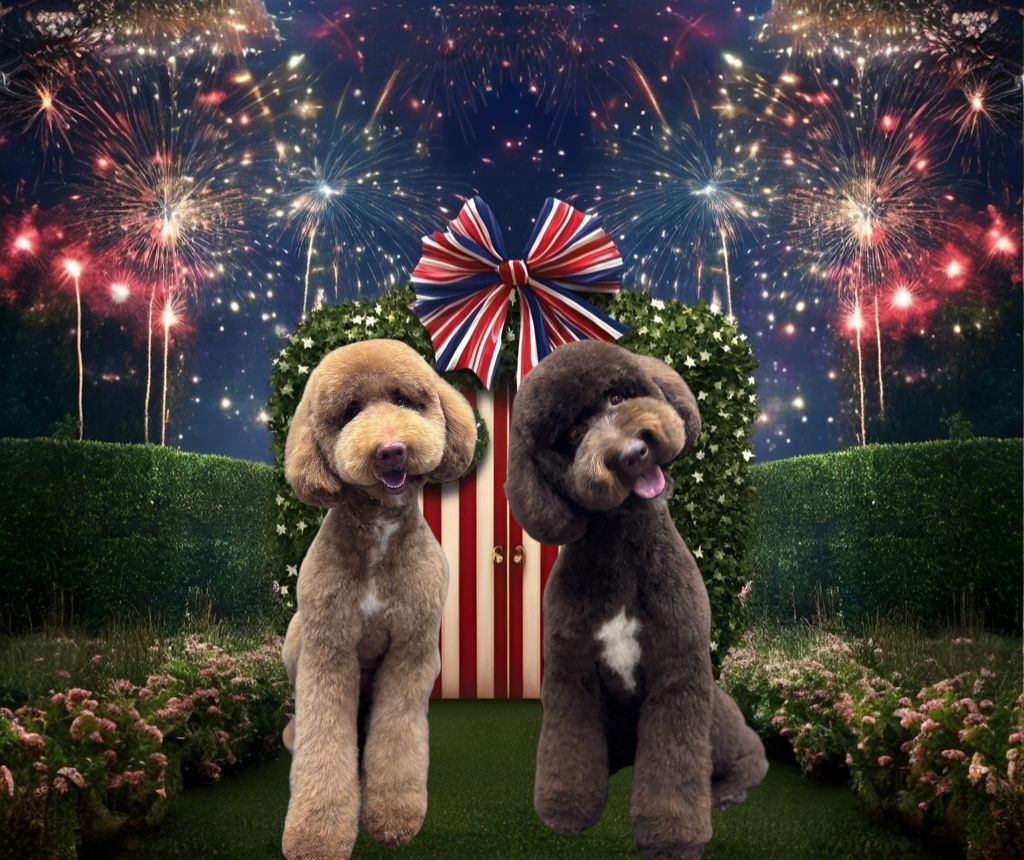 Two poodles, one tan and one dark brown, sit in front of a red-and-white striped door with a festive bow amid fireworks.