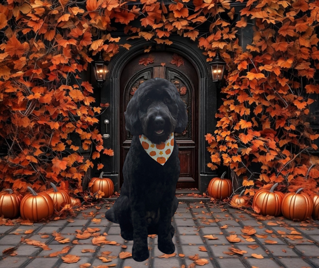 A black dog wearing a pumpkin-patterned bandana sits on a patio covered in autumn leaves before a dark wooden door.