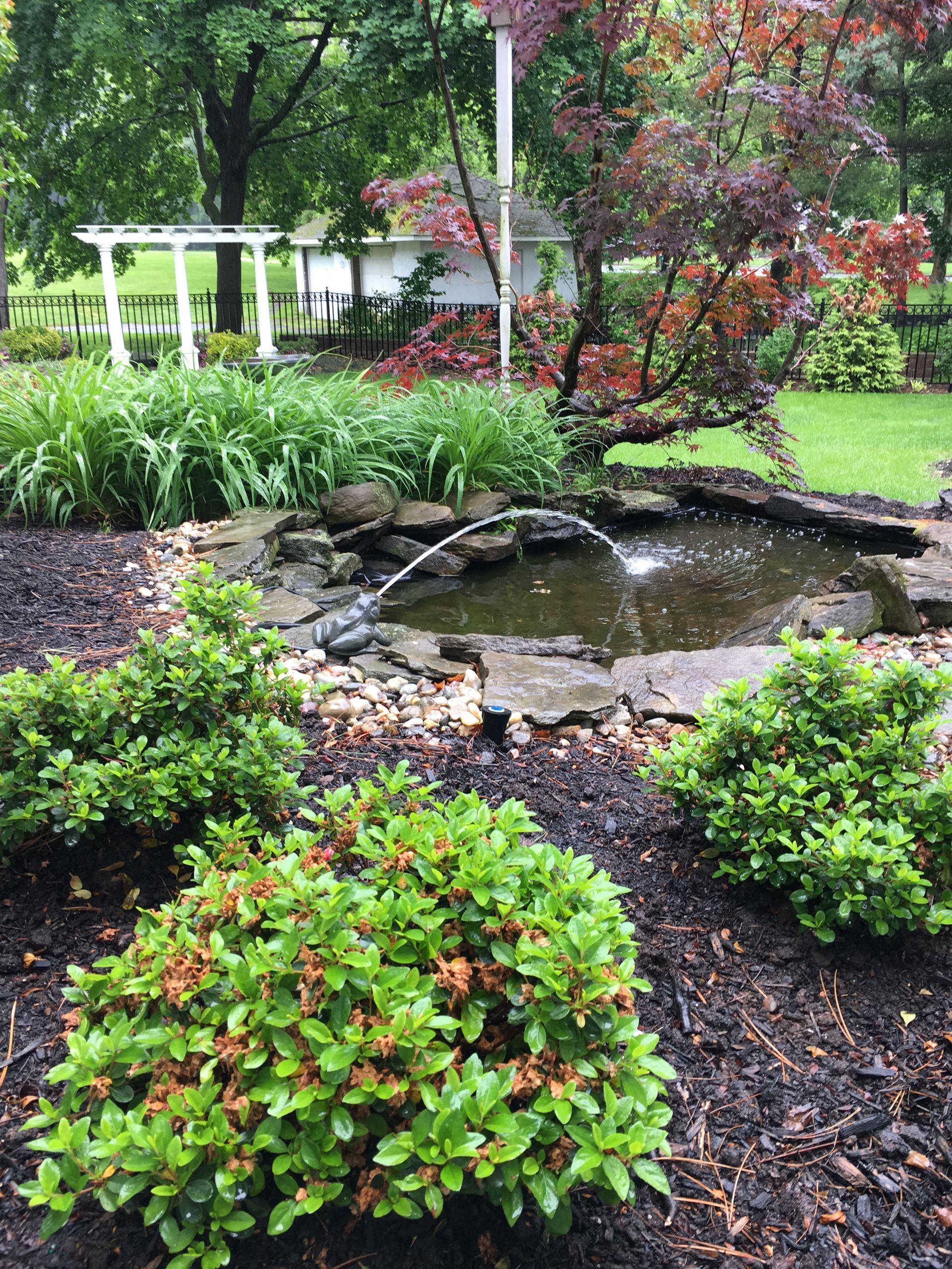 A garden with a pond and fountain. Green plants surround the dark water. White arbor and red trees in background.