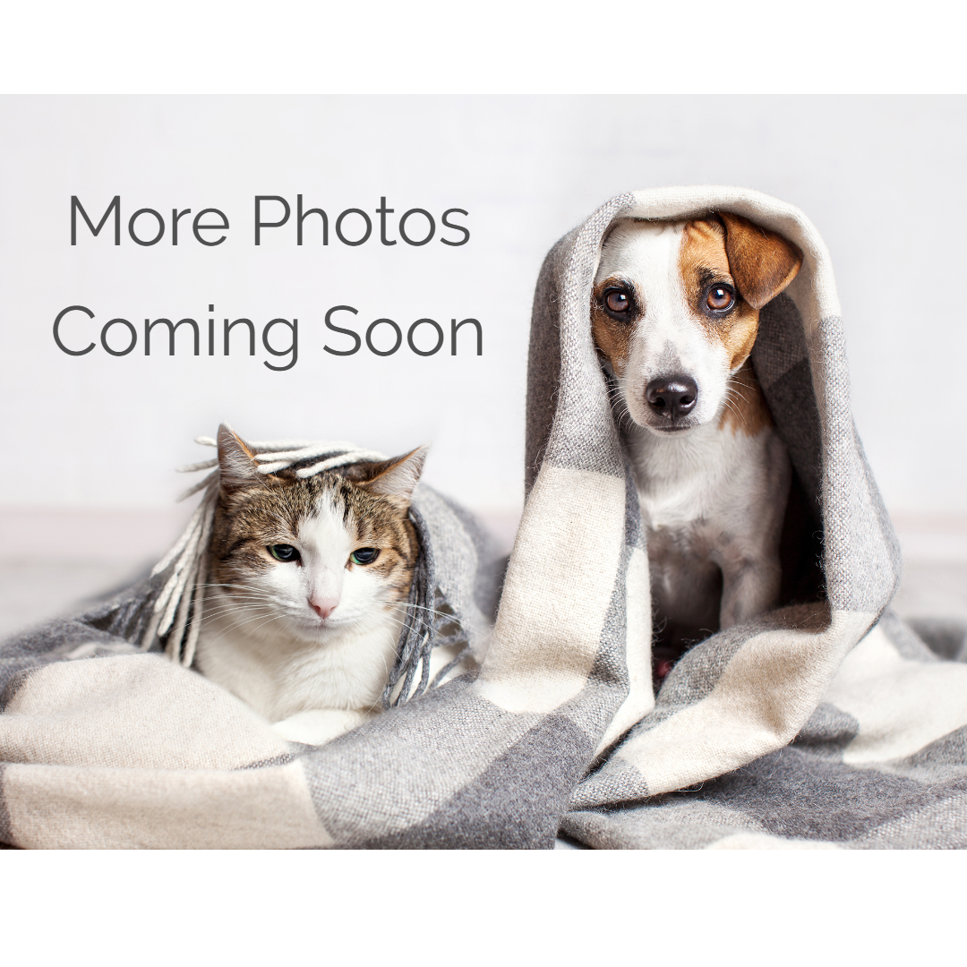 Cat and dog snuggled under a gray blanket; the dog is wearing the blanket as a hood.
