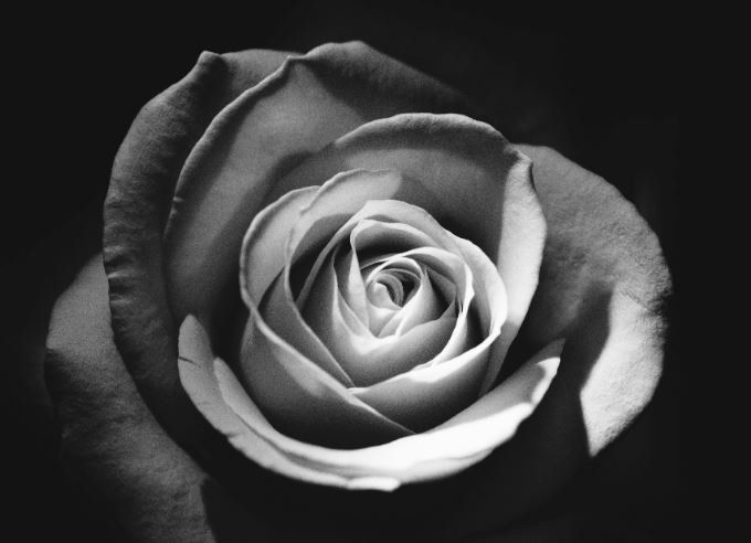 cremation in Elk Grove Village, IL