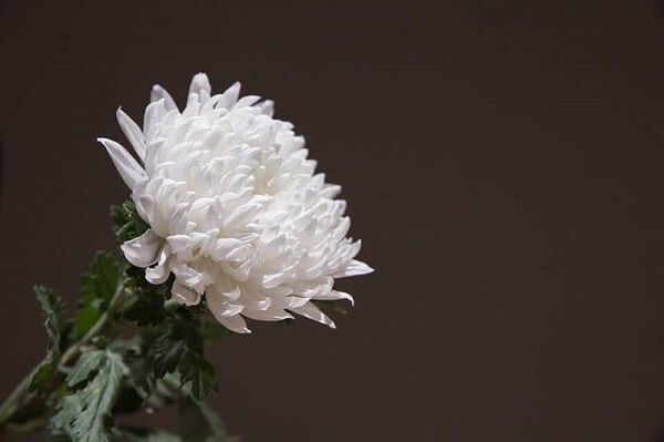 cremation in Elk Grove Valley, IL