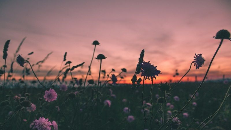 cremation service in Evanston IL