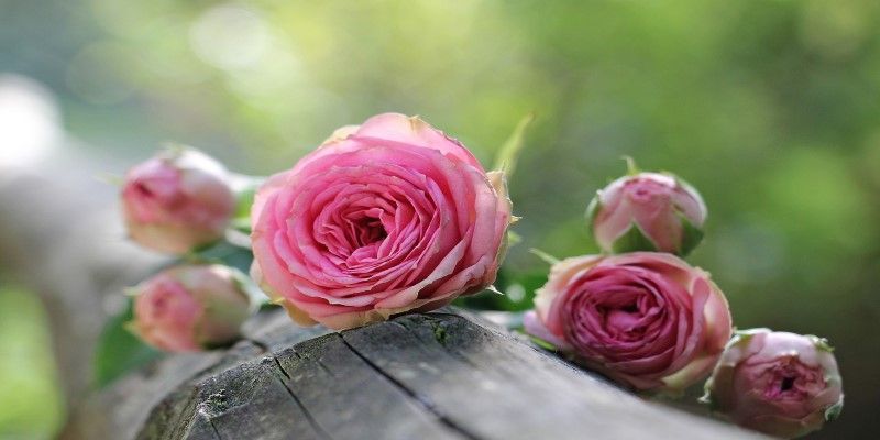 cremation service in Evanston, IL