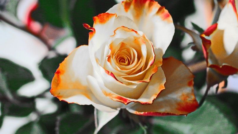 cremation service in Evanston, IL