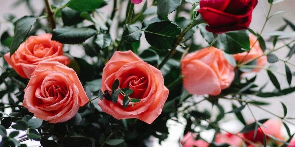 cremation service in Evanston, IL