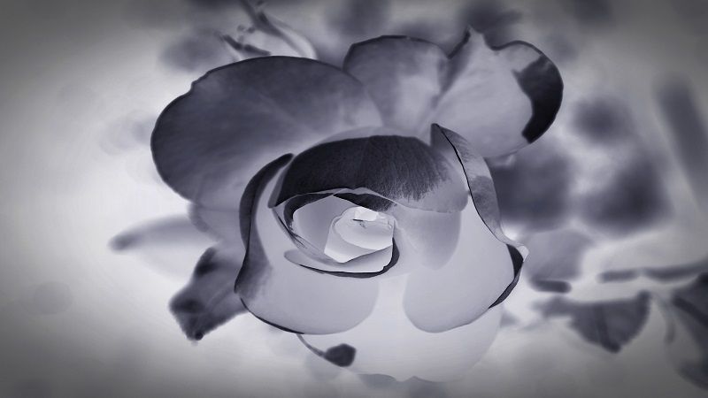 cremation service in Evanston, IL