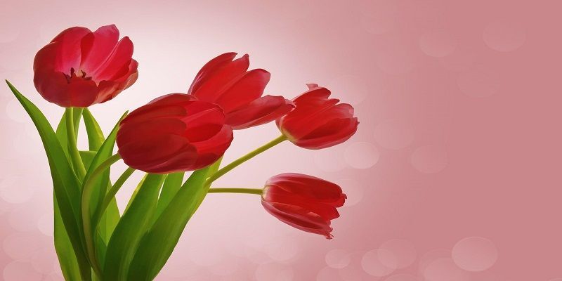 cremation service in Glenview, IL