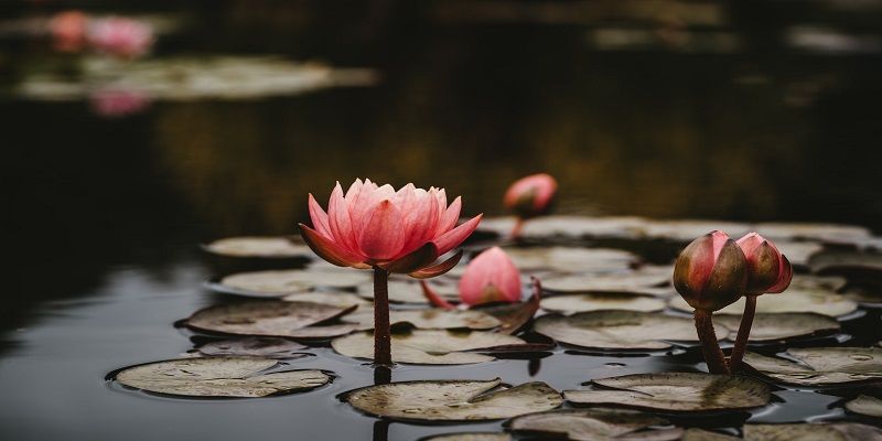 cremation service in Glenview, IL
