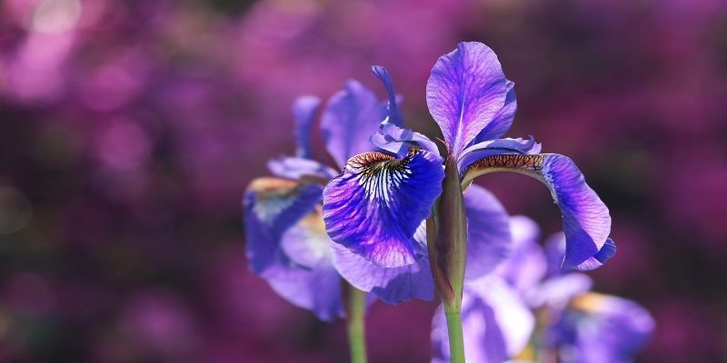 cremation service in Glenview, IL