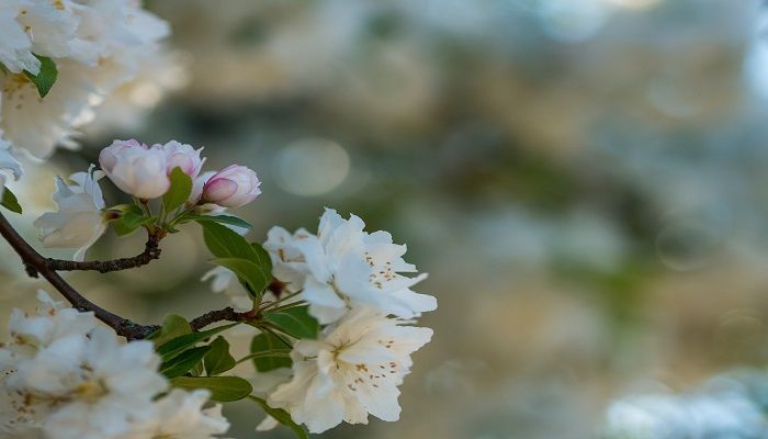 cremation service in Glenview, IL