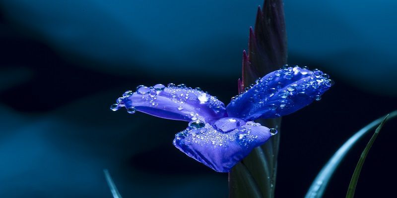cremation service in LaGrange, IL