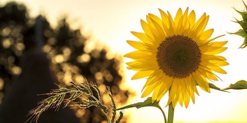 cremation service in LaGrange, IL