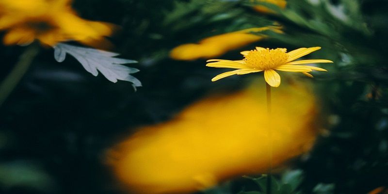 cremation service in LaGrange, IL