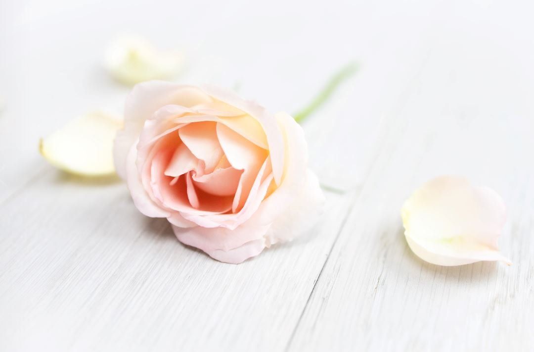 cremation services in Chicago, IL