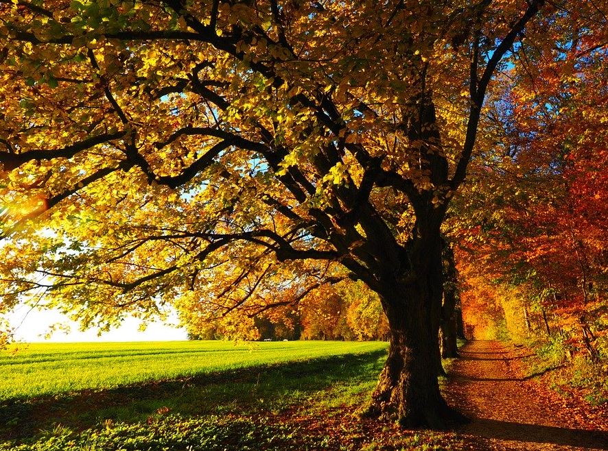 cremation services in Glenview, IL