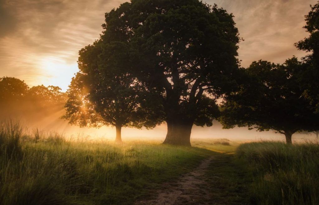 cremation services in Glenview, IL
