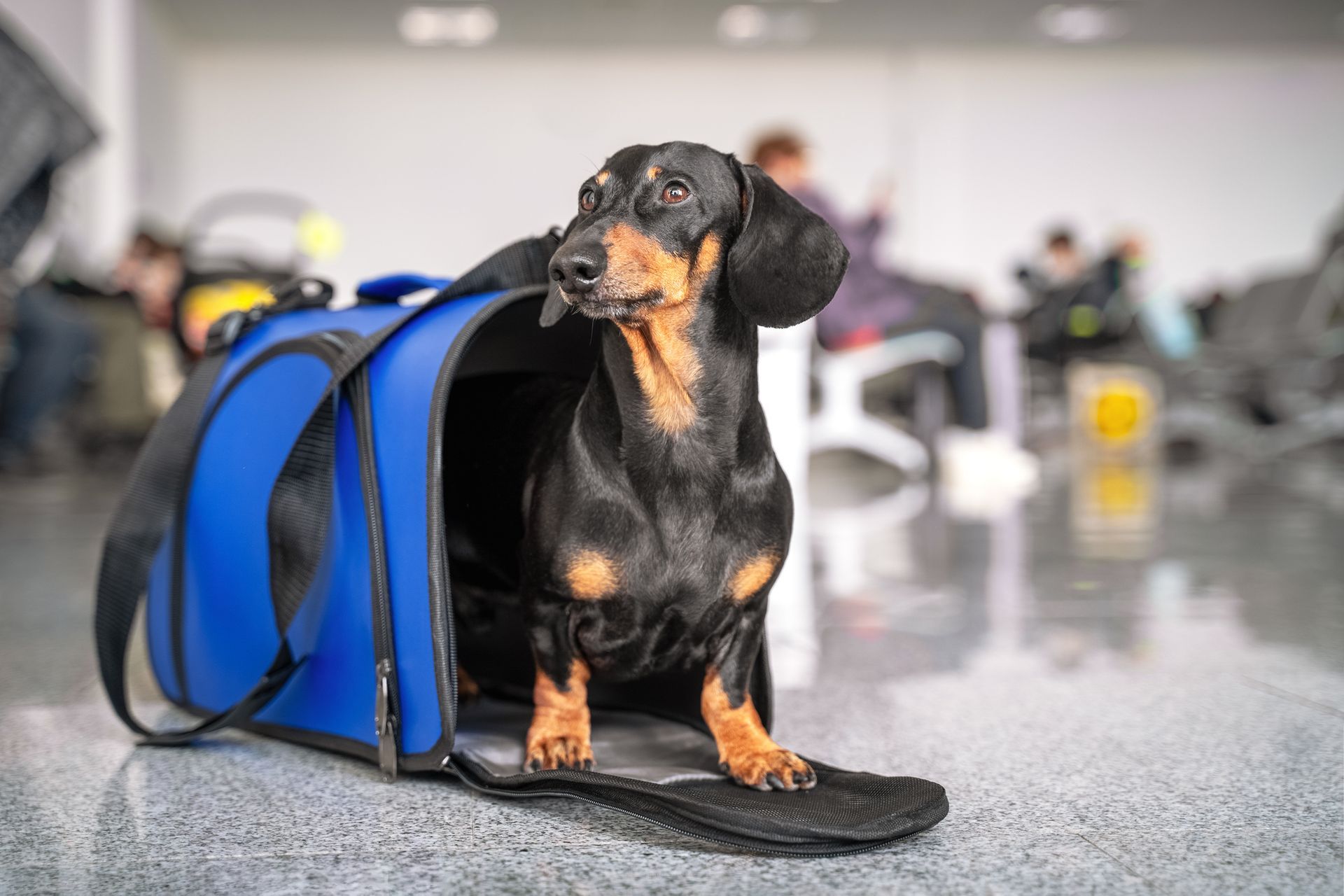 A dachshund is sitting in a blue carrier at an airport.