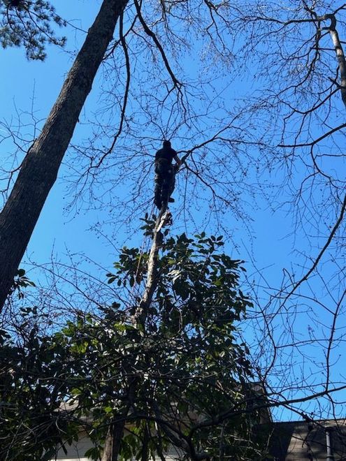 ISA Certified Arborist climbing a tall tree in Buford, GA