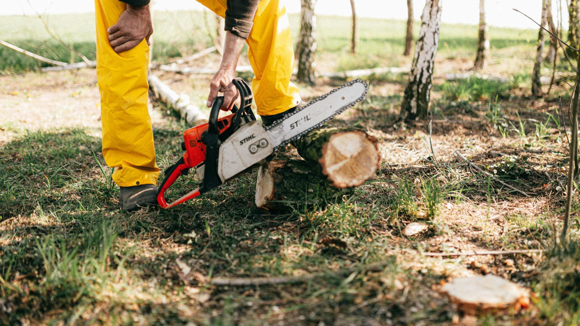 Person in yellow pants using a chainsaw to cut a log in a wooded area.