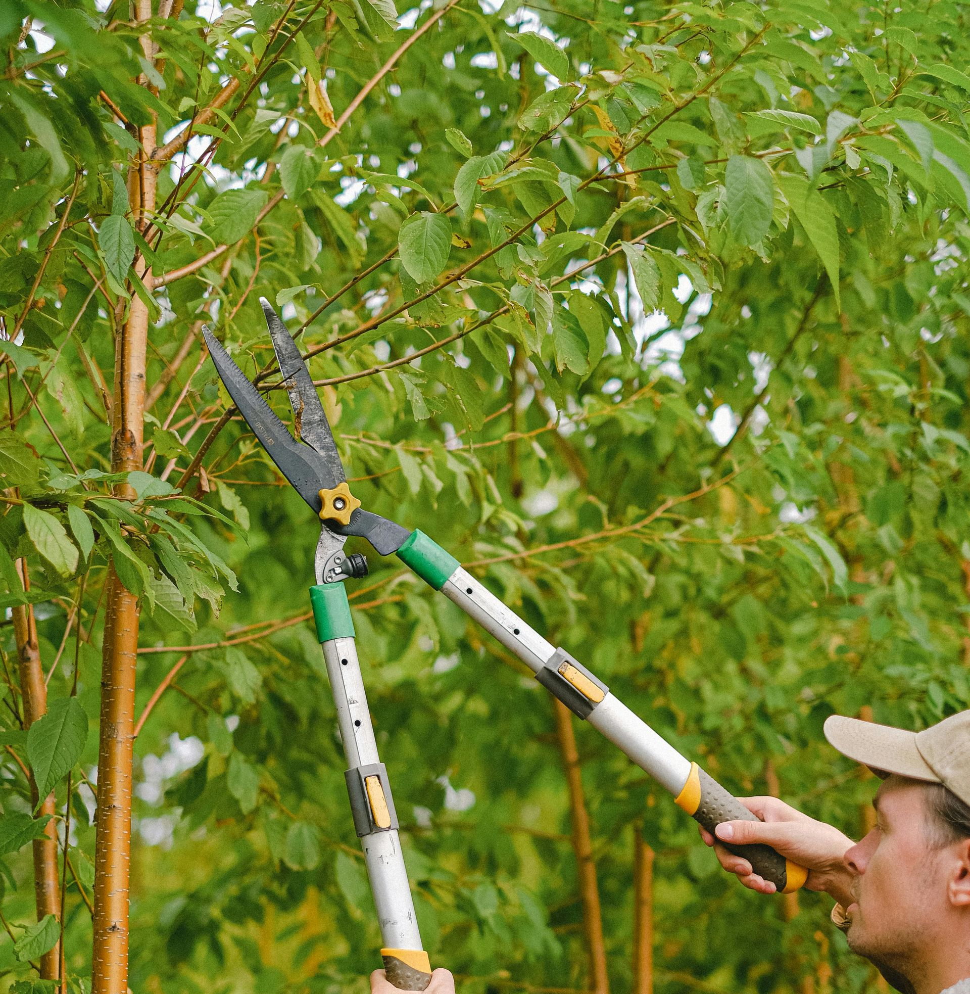 Tree Trimming Services in Buford, GA, Alpharetta, GA, Cumming, GA, Duluth, GA, 