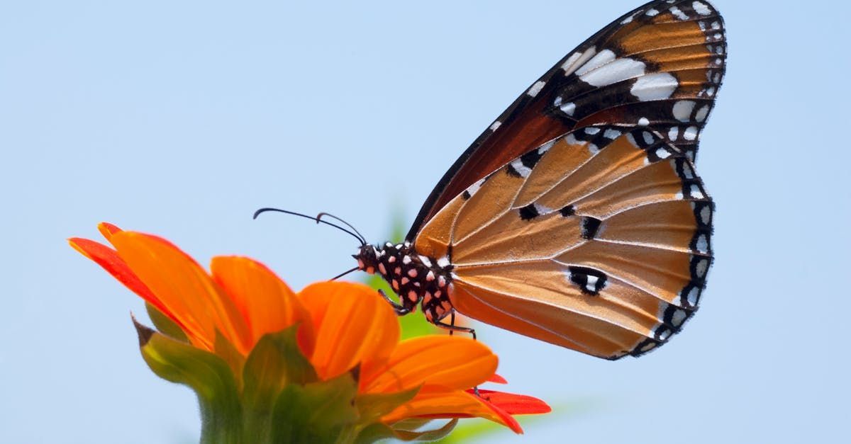 A butterfly is perched on top of an orange flower