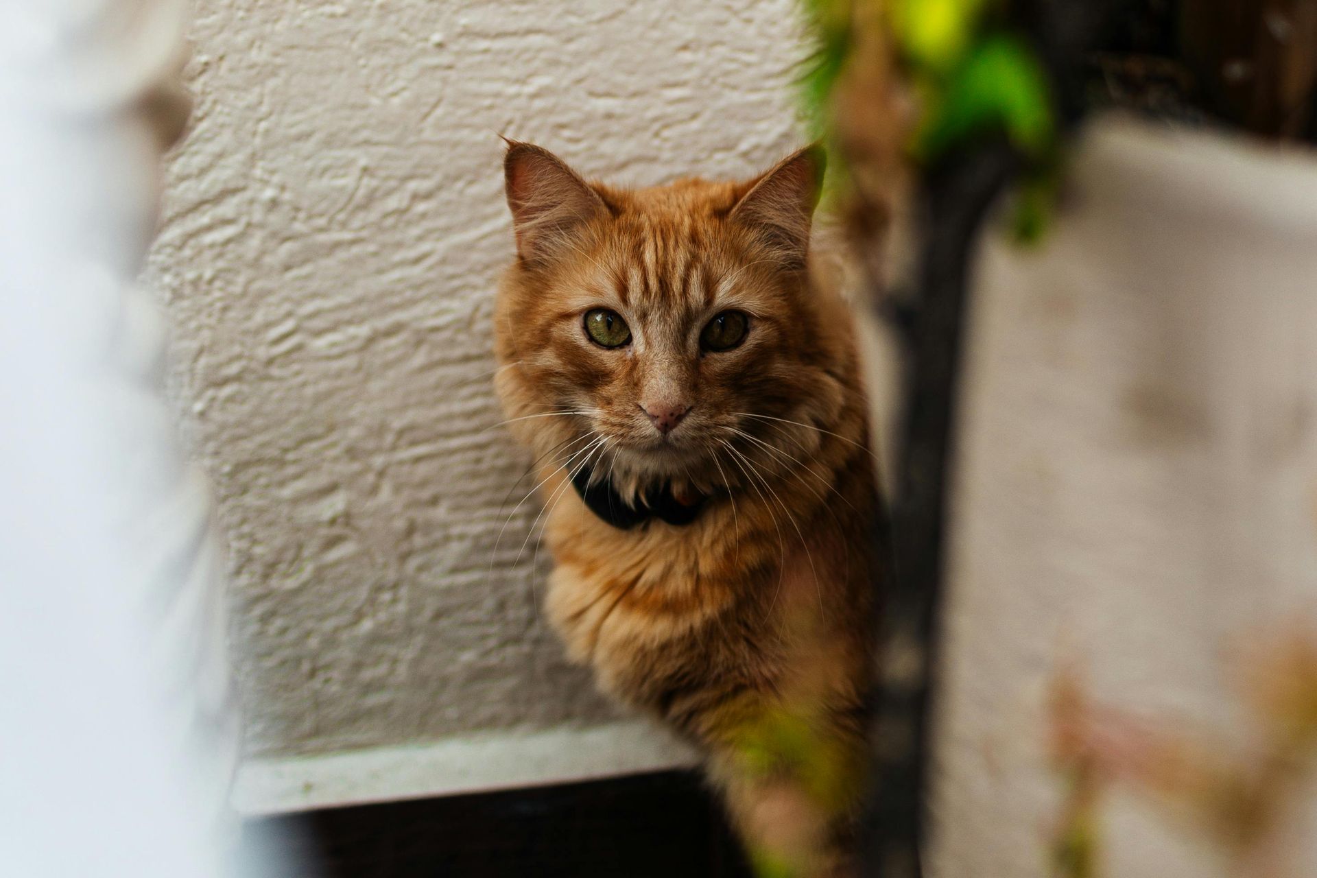 Orange tabby cat with a black collar, peering toward the camera, near a white wall and some greenery.