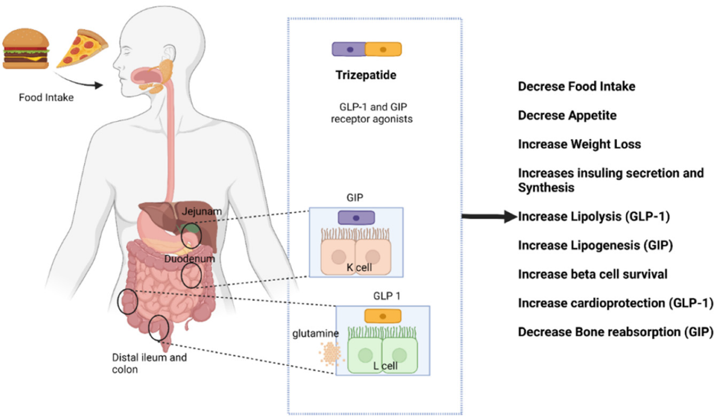 Diagram: Food intake activates gut hormones in the digestive system, leading to various metabolic effects, including improved insulin function and weight loss.