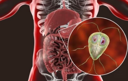 Anatomical view of the digestive system with a magnified Giardia parasite.