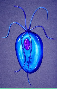 Blue, teardrop-shaped Giardia parasite with purple nucleus and multiple flagella.